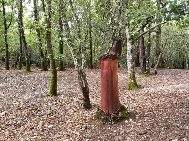 International Day of Forests: Why Mediterranean forests are key to ecosystem resilience